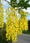 laburnum-watereri-vossii-gouden-regen-547_547_3258_b — копия (3)